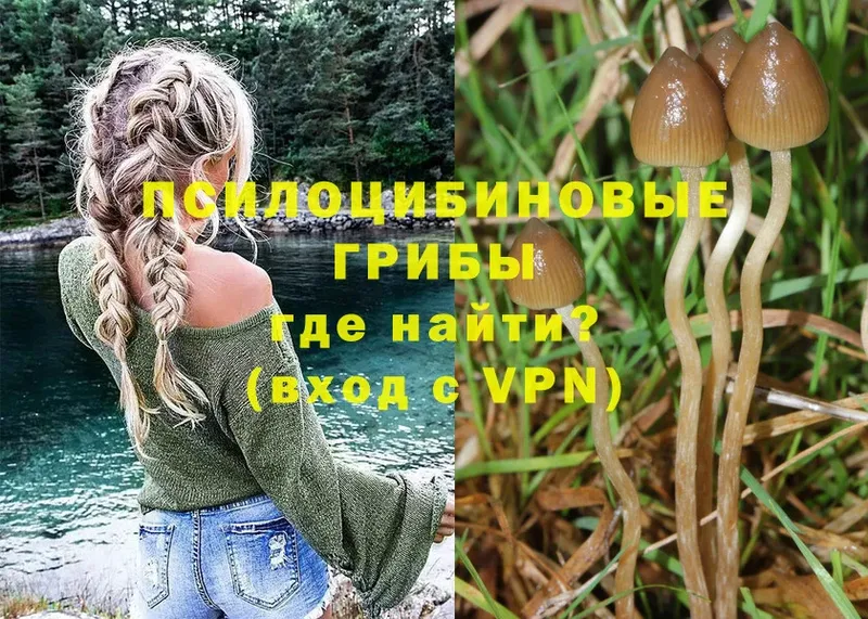 где можно купить наркотик  mega ссылки  Галлюциногенные грибы Psilocybine cubensis  Киржач 